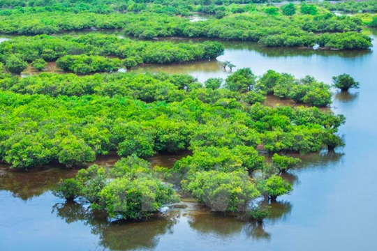 Vườn Quốc gia Xuân Thủy đón nhận danh hiệu Vườn di sản ASEAN