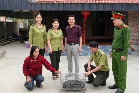 Người phụ nữ phát hiện trăn đất nặng 11kg trong vườn nhà