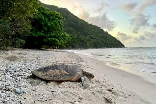 Nhiều loài sinh vật biển quý hiếm liên tiếp dạt vào bờ biển Lâm Đồng