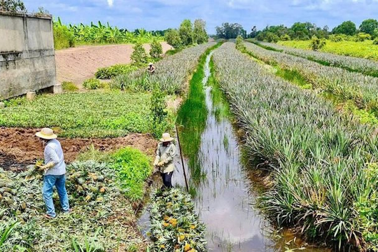 Đồng Tháp chủ động ứng phó hạn, mặn năm 2026