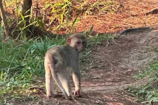 Lâm Đồng: Giải cứu khỉ vàng quý hiếm lạc vào nhà dân