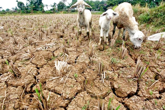 Đông Nam Á đứng trước nguy cơ thời tiết cực đoan khi El Nino có dấu hiệu quay lại