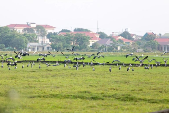 Phát hiện đàn cò nhạn quý hiếm tại đồng ruộng Quảng Trị