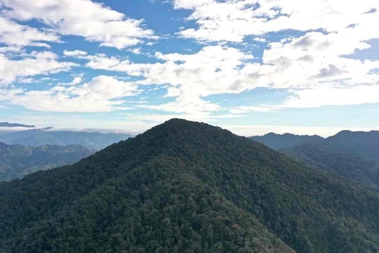 Gần 1900 tỷ đồng tài trợ cho Việt Nam để phát triển rừng miền Bắc