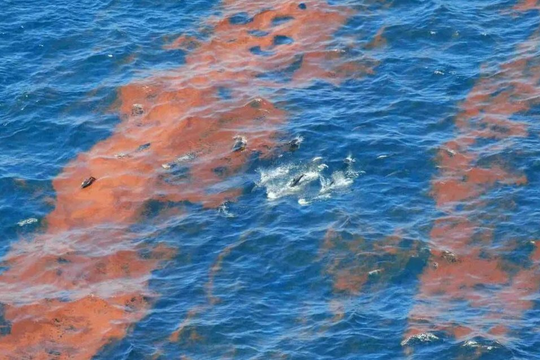 Tràn dầu diện rộng tại Vịnh Mexico: Nghi do xả thải trái phép từ tàu