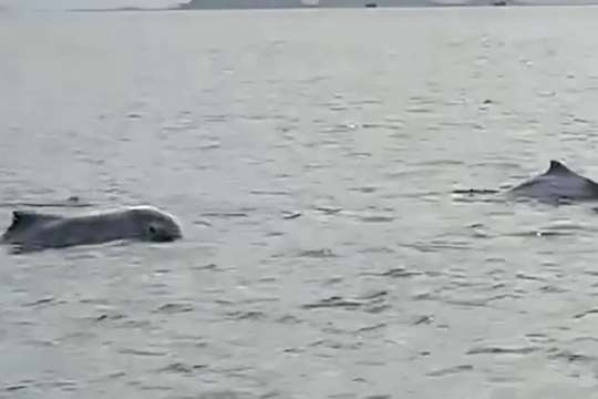 Đàn cá heo trắng xuất hiện gần bờ biển Quảng Ninh, tín hiệu tích cực từ môi trường