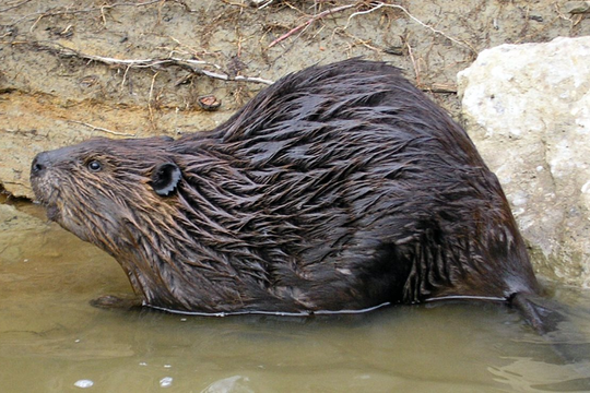 Hải ly và vai trò bất ngờ trong việc lưu trữ carbon tự nhiên