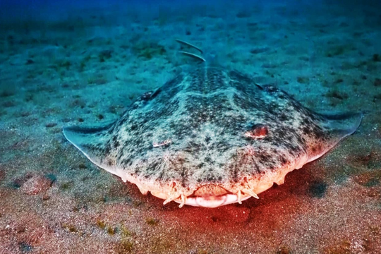 Phát hiện hàng trăm loài sinh vật biển mới ở vùng biển sâu Australia