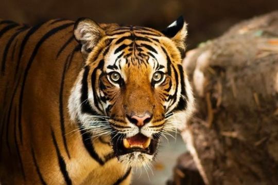 Xem tử vi hôm nay, tử vi 12 con giáp ngày 03/04/2026: Tuổi Dần hanh thông công việc, Tuổi Mùi thăng tiến rõ rệt