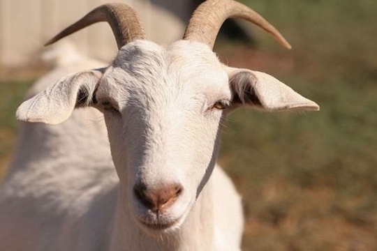 Xem tử vi hôm nay, tử vi 12 con giáp ngày 05/04/2026: Tuổi Mùi cẩn thận trong công việc, tuổi Mão gặp rắc rối nhỏ