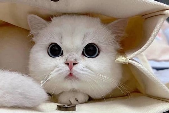 Xem tử vi hôm nay, tử vi 12 con giáp ngày 06/04/2026: Tuổi Mão một ngày làm ăn khấm khá