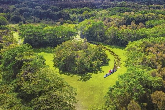 Chủ động giữ rừng mùa khô, bảo vệ “lá phổi xanh” của ĐBSCL