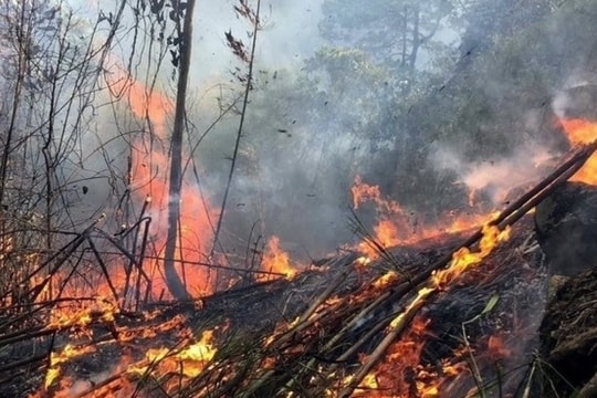 Cảnh báo cháy rừng cấp V tại nhiều khu vực trên cả nước