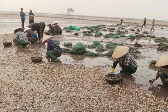 Ngao chết hàng loạt tại Hưng Yên, nguy cơ dịch bệnh lan rộng