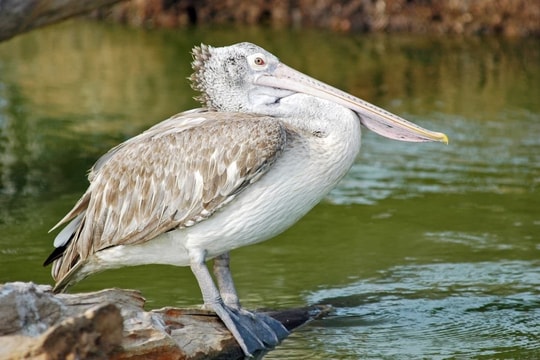 Loài chim nguy cấp quay lại Vườn Quốc gia Tràm Chim, tín hiệu tích cực cho hệ sinh thái