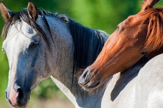Xem tử vi hôm nay, tử vi 12 con giáp ngày 10/04/2026: Tuổi Mão tài lộc rực rỡ, Tuổi Hợi gặp nhiều thuận lợi nhờ quý nhân