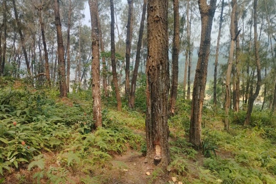 Nghệ An: Công ty TNHHMTV LN Đô Lương phòng chống cháy rừng trong mùa nắng nóng