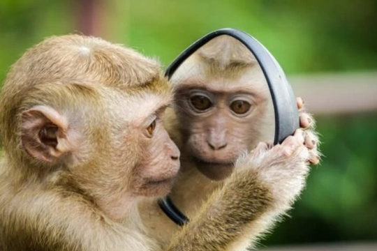 Xem tử vi hôm nay, tử vi 12 con giáp ngày 13/04/2026: Tuổi Thân công việc thuận lợi, tình cảm tích cực