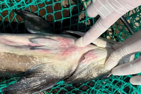 Quảng Ngãi: Làm rõ nguyên nhân cá bớp chết hàng loạt tại Đặc khu Lý Sơn