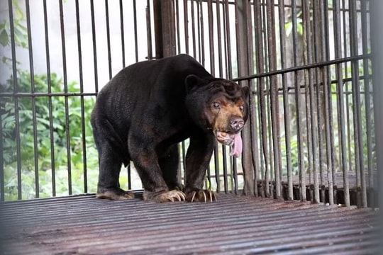 Cứu hộ thành công 4 cá thể gấu, đưa về Vườn quốc gia Bạch Mã