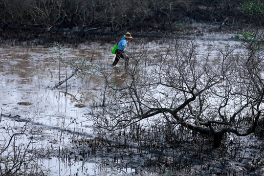 Rừng ngập mặn ở Hà Tĩnh chết bất thường trên diện rộng