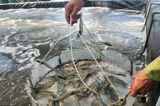 Nghệ An: Doanh nghiệp nuôi tôm bị xử phạt vì thiếu giấy phép môi trường