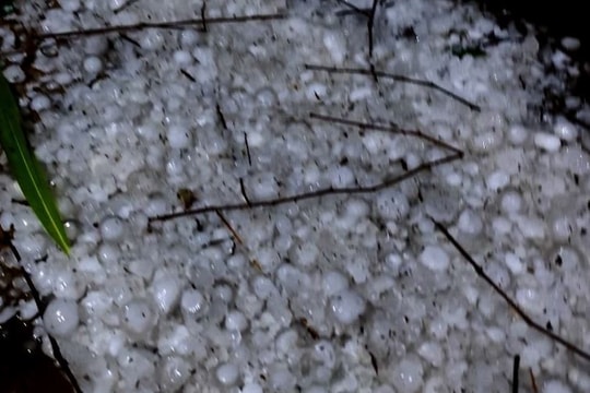 Lào Cai: Mưa đá gây thiệt hại nặng tại Bắc Hà, nhiều vườn mận có nguy cơ mất mùa