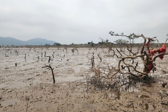 Khoảng 5ha rừng ngập mặn ở Hà Tĩnh bị ảnh hưởng sau bão lũ