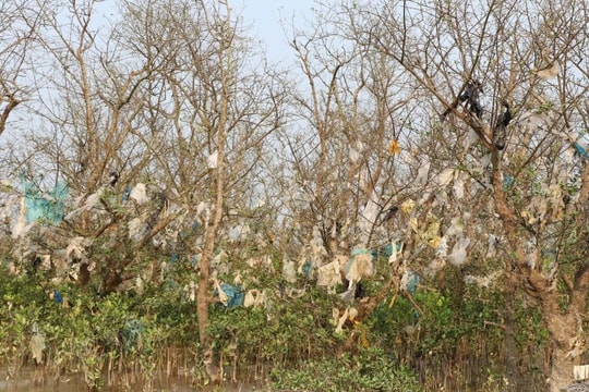 Hàng chục ha rừng ngập mặn ven sông Lam bị rác “bức tử”