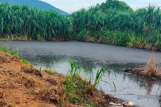 Thanh Hóa: Phạt trang trại lợn gần 410 triệu đồng vì xả thải vượt chuẩn