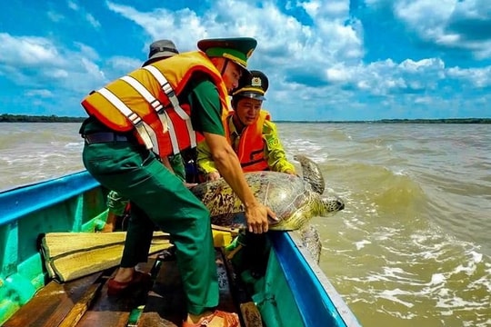 Cà Mau: Nhiều cá thể động vật biển quý hiếm được thả về tự nhiên