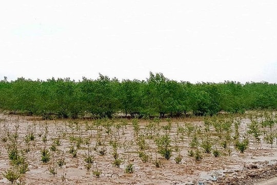Thanh Hóa phát triển rừng ngập mặn gắn với sinh kế bền vững