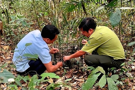 Đồng Nai tái thả động vật quý hiếm về tự nhiên, tăng cường bảo tồn hệ sinh thái