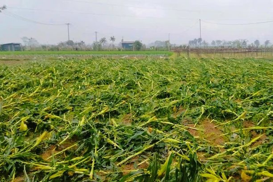 Mưa đá, dông lốc càn quét Thanh Hóa: 4.000 nhà dân hư hỏng, 600ha cây trồng thiệt hại