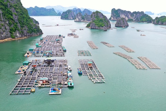 Lựa chọn “đúng” đối tượng nuôi biển: Chìa khóa nâng tầm kinh tế thủy sản