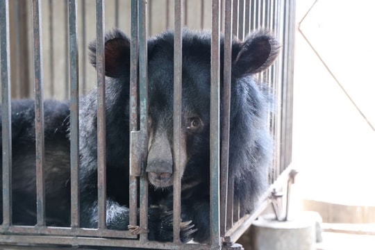 Nghệ An tiếp nhận và cứu hộ 2 cá thể gấu ngựa nuôi nhốt hơn 20 năm