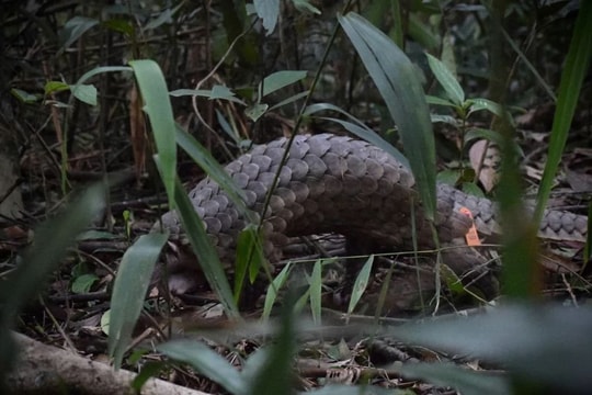 Thành công đưa 9 cá thể tê tê Java quý hiếm về rừng ở Huế