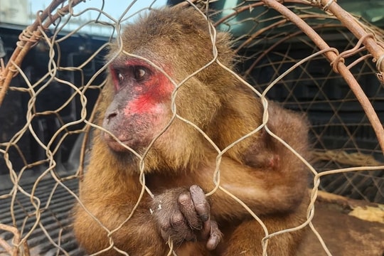 Sơn La tái thả nhiều động vật hoang dã quý hiếm về môi trường tự nhiên