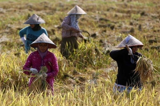 Nắng nóng cực đoan đe dọa an ninh lương thực toàn cầu