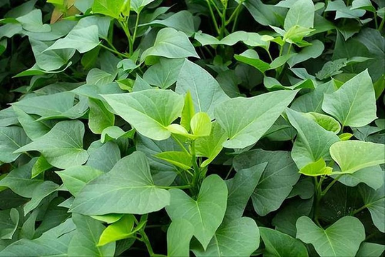 Rau lang - Loại rau tốt như thuốc bổ, được gọi là "rau trường thọ"