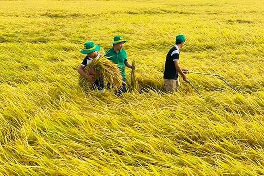 Đề án 1 triệu ha lúa chất lượng cao mở ra hướng canh tác mới tại An Giang