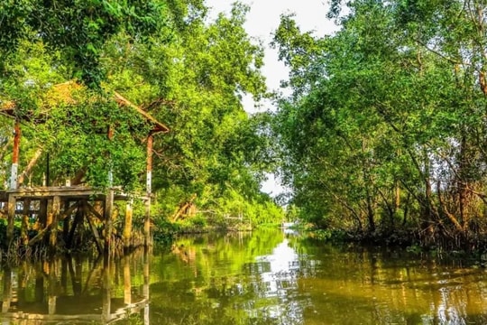 Liên kết hệ sinh thái rừng: Bước chuyển trong phát triển bền vững của TP Hồ Chí Minh