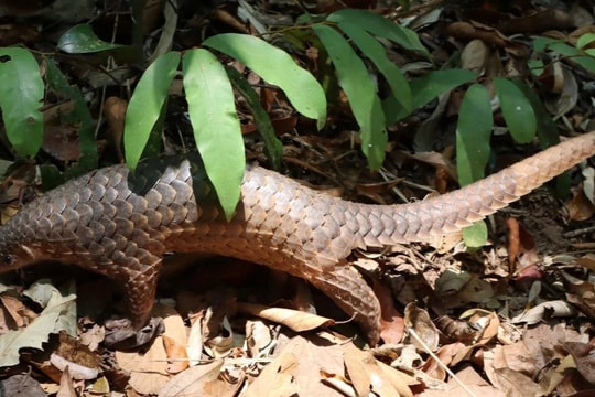 Đắk Lắk cứu hộ 186 cá thể động vật hoang dã