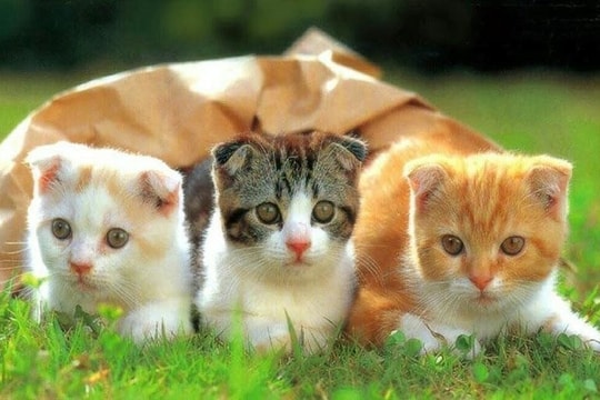 Xem tử vi hôm nay, tử vi 12 con giáp ngày 27/04/2026: Tuổi Ngọ thăng hoa sự nghiệp, Tuổi Tỵ tình cảm thuận lợi