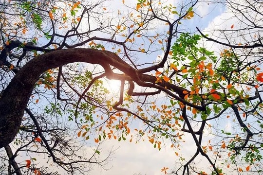 Dự báo thời tiết Hà Nội ngày 28/04/2026: Đêm có mưa, ngày nắng