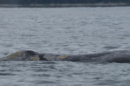 Canada: Cá voi xám suy kiệt, chết dọc bờ biển vì thiếu thức ăn