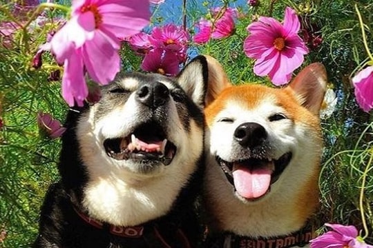 Xem tử vi hôm nay, tử vi 12 con giáp ngày 30/04/2026: Tuổi Tuất có quý nhân, nhưng dễ mâu thuẫn