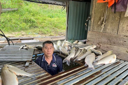 Nghệ An: Cá nuôi lồng bè trên sông Lam chết hàng loạt