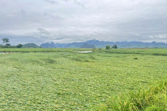 Hà Tĩnh: Gần 5.900 ha lúa xuân đổ rạp sau dông lốc, mưa đá
