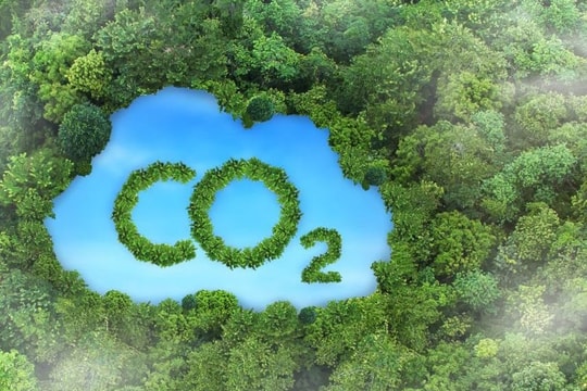 Dự kiến hoàn tất cấp tín chỉ carbon rừng giai đoạn 2021–2022 trong quý II/2026